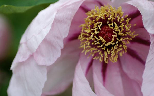 Earth - flower Wallpapers and Backgrounds