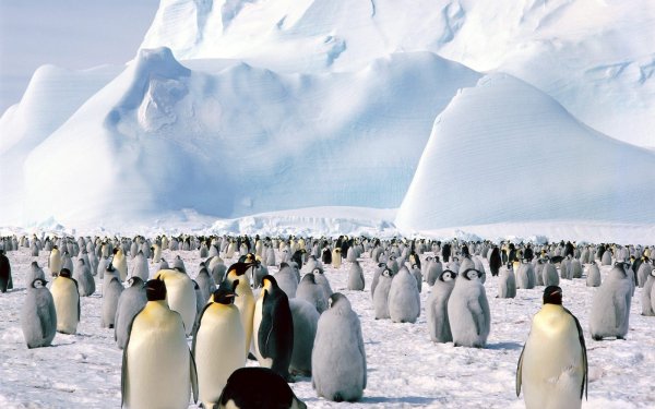 Animal - emperor penguin Wallpapers and Backgrounds