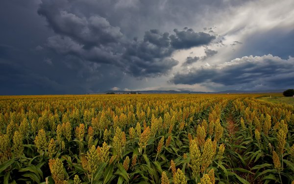 Earth - field Wallpapers and Backgrounds