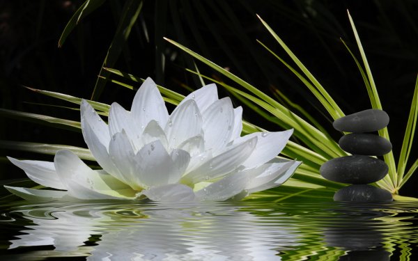 Earth - flower Wallpapers and Backgrounds