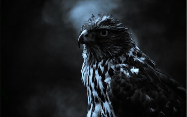 Animal - hawk Wallpapers and Backgrounds