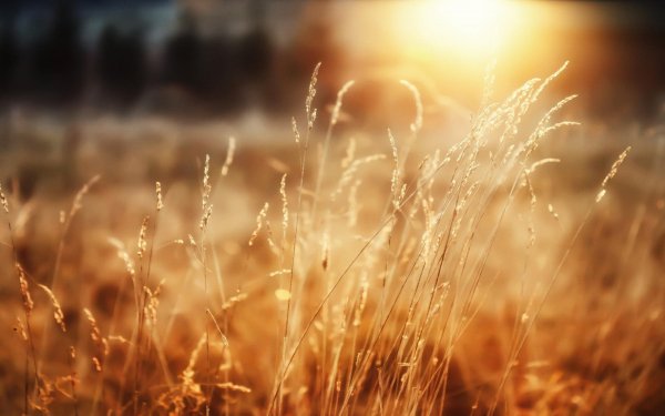Earth - wheat Wallpapers and Backgrounds