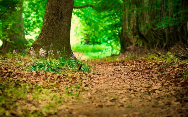 Earth - close up Wallpapers and Backgrounds