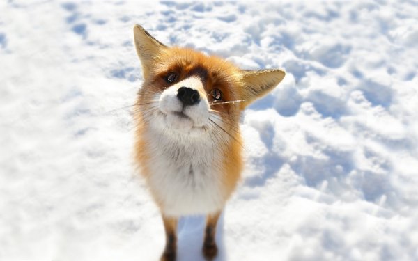 Animal - fox Wallpapers and Backgrounds