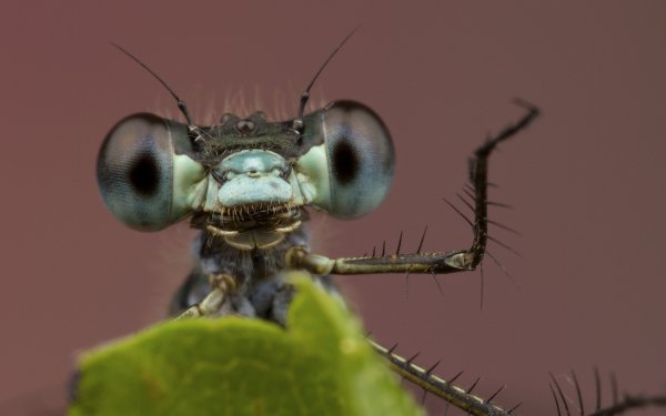 Animal - insect Wallpapers and Backgrounds