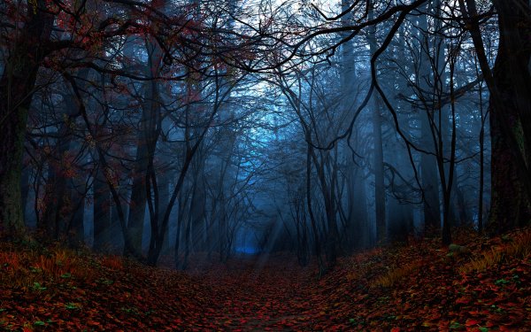 Earth - forest Wallpapers and Backgrounds