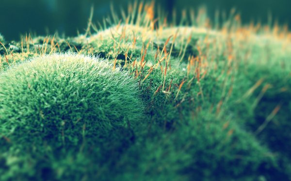 Earth - close up Wallpapers and Backgrounds