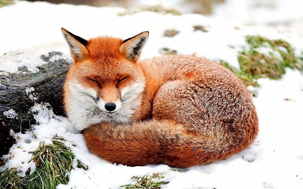 Animal - fox Wallpapers and Backgrounds