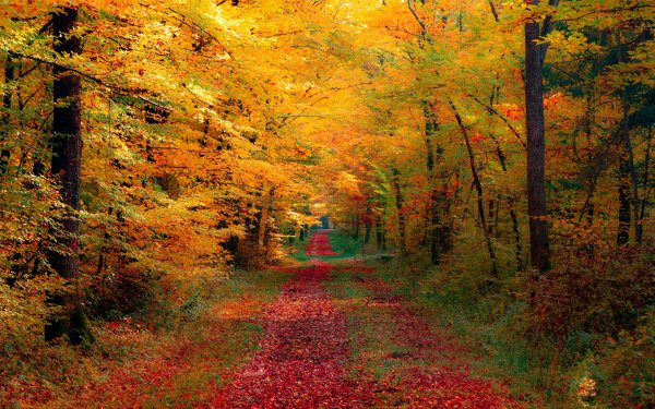 Earth - forest Wallpapers and Backgrounds