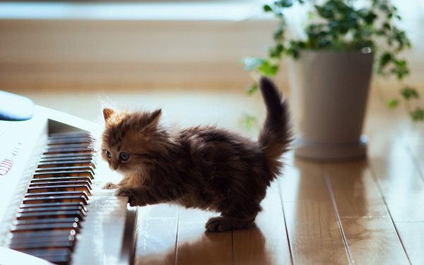 Animal - cat Wallpapers and Backgrounds