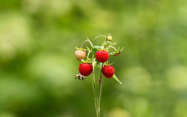Food - strawberry Wallpapers and Backgrounds