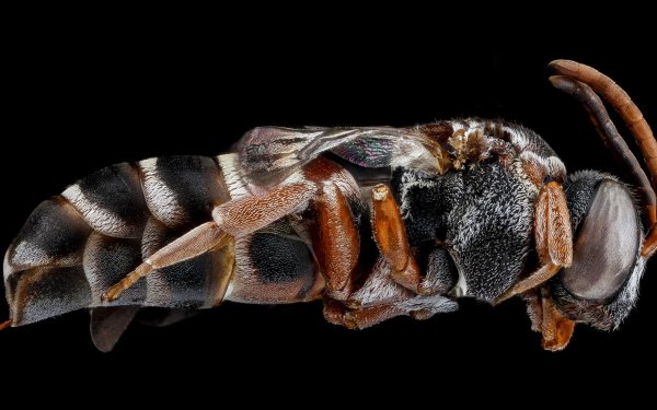 Animal - insect Wallpapers and Backgrounds