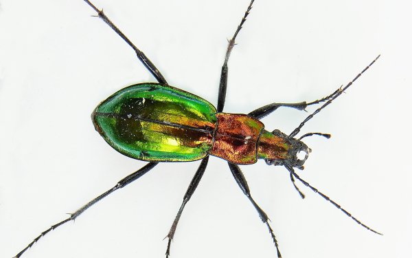 Animal - insect Wallpapers and Backgrounds