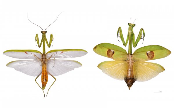 Animal - praying mantis Wallpapers and Backgrounds