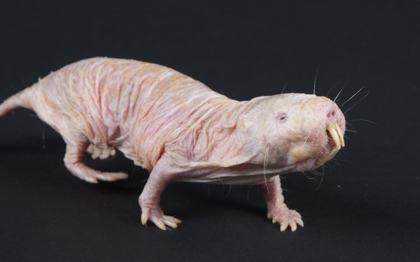 Animal - naked mole rat Wallpapers and Backgrounds