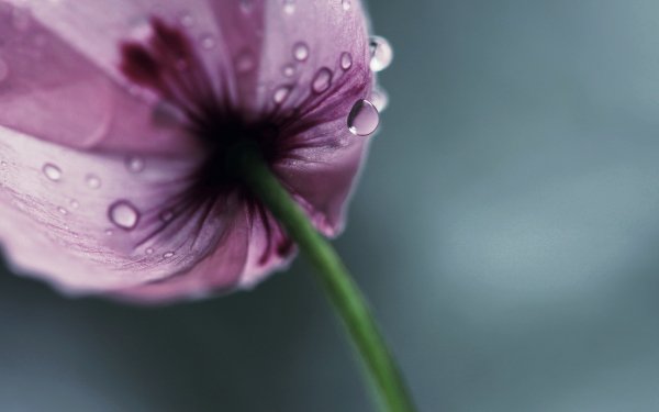 Earth - flower Wallpapers and Backgrounds