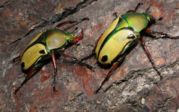 Animal - insect Wallpapers and Backgrounds