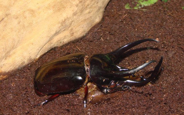 Animal - atlas beetle Wallpapers and Backgrounds