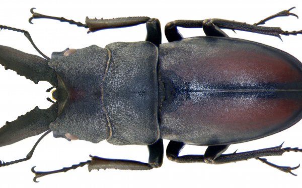 Animal - insect Wallpapers and Backgrounds