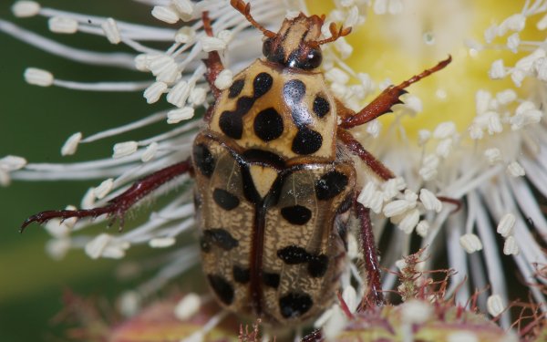 Animal - insect Wallpapers and Backgrounds