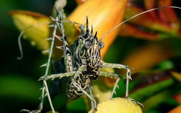 Animal - insect Wallpapers and Backgrounds