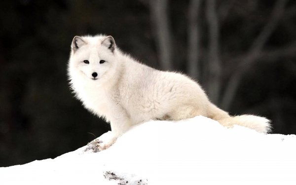 Animal - fox Wallpapers and Backgrounds