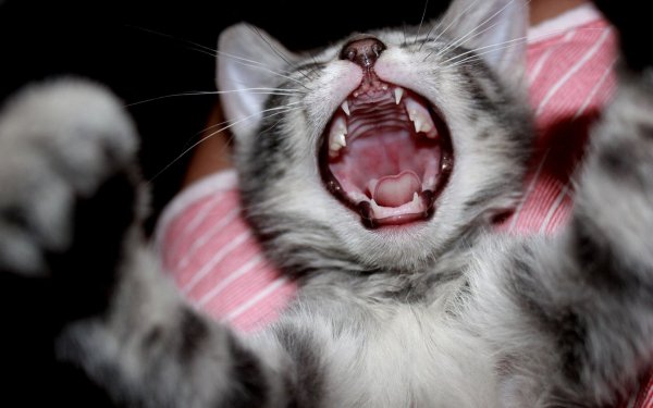 Animal - cat Wallpapers and Backgrounds