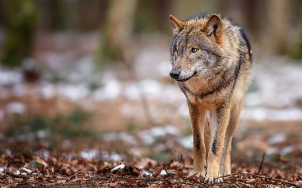 Animal - wolf Wallpapers and Backgrounds