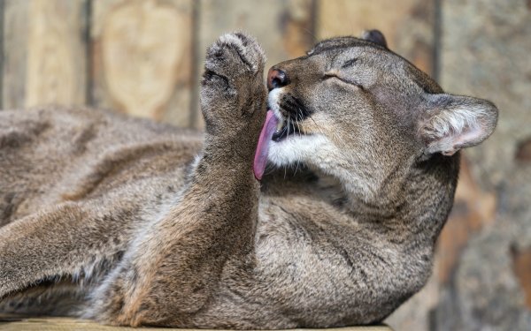 Animal - cougar Wallpapers and Backgrounds
