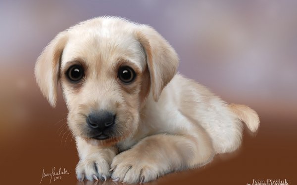 Animal - dog Wallpapers and Backgrounds