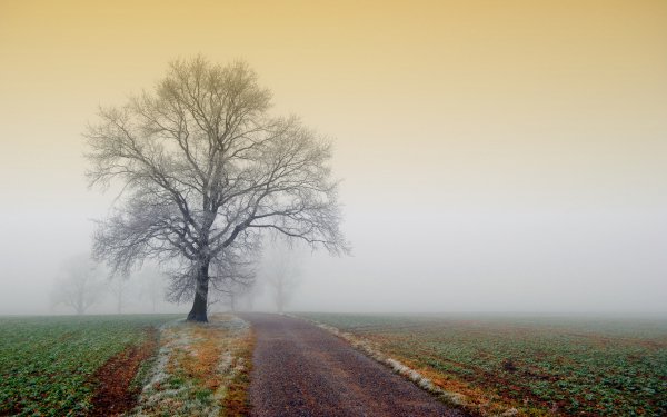 Earth - tree Wallpapers and Backgrounds
