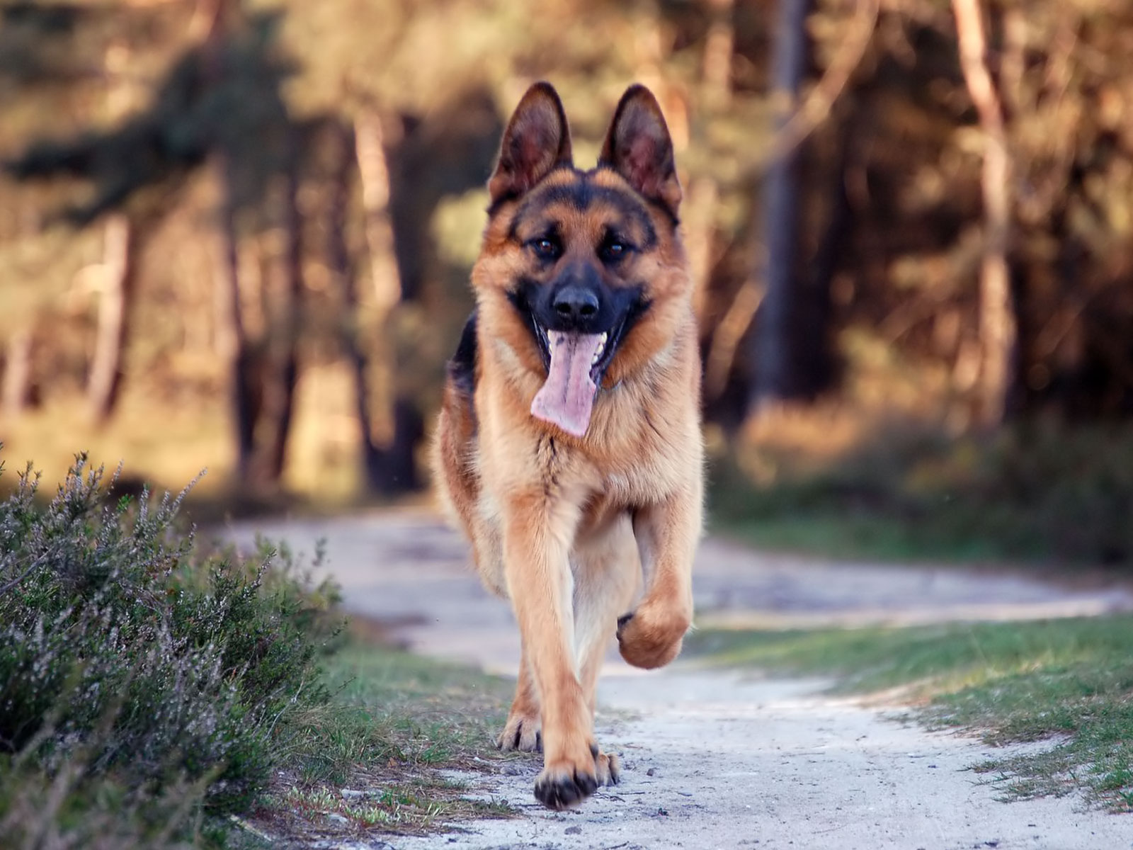 Get male german shepherd names list