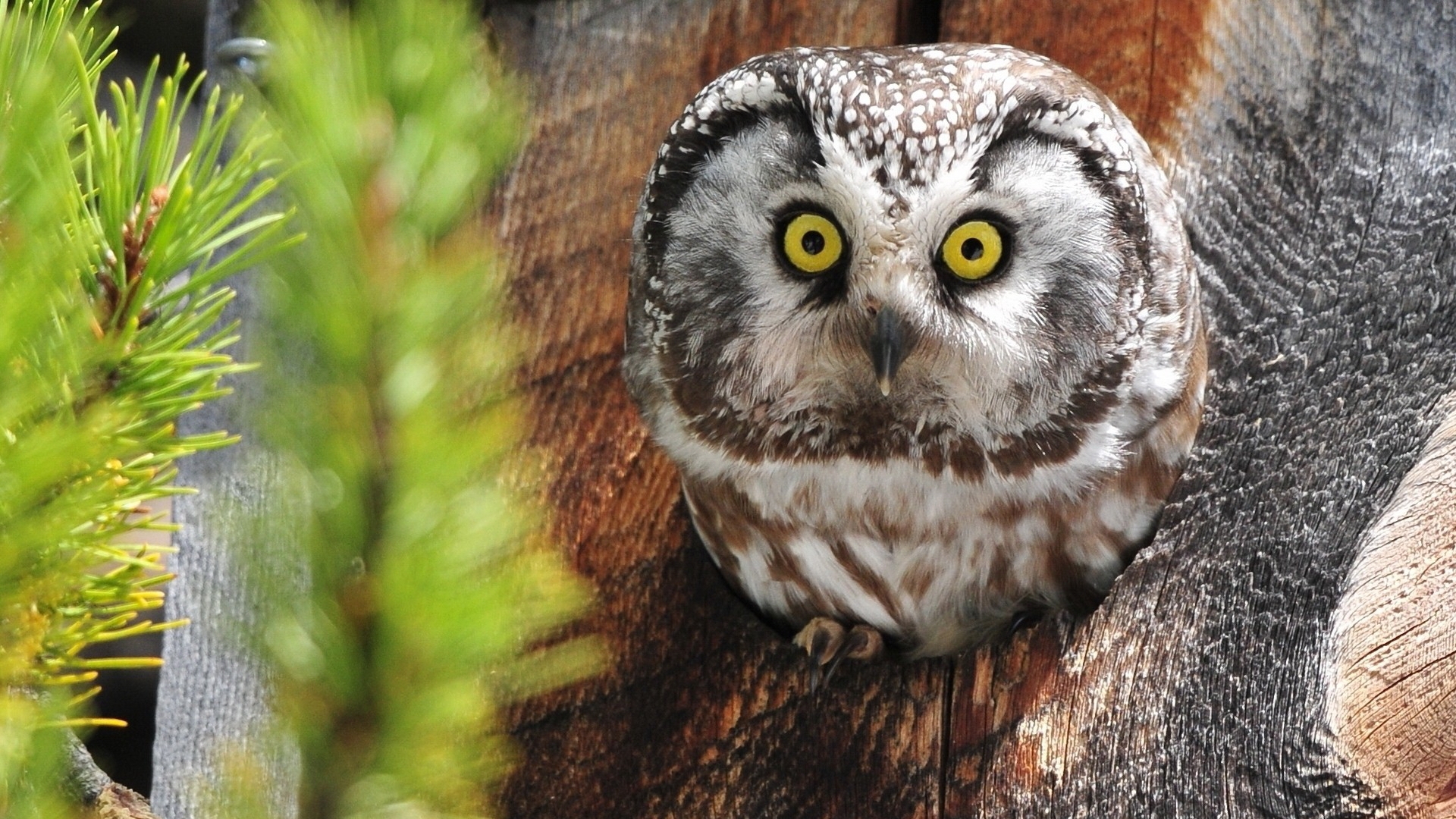 Owl Computer Wallpapers, Desktop Backgrounds | 1920x1080 | ID:428240