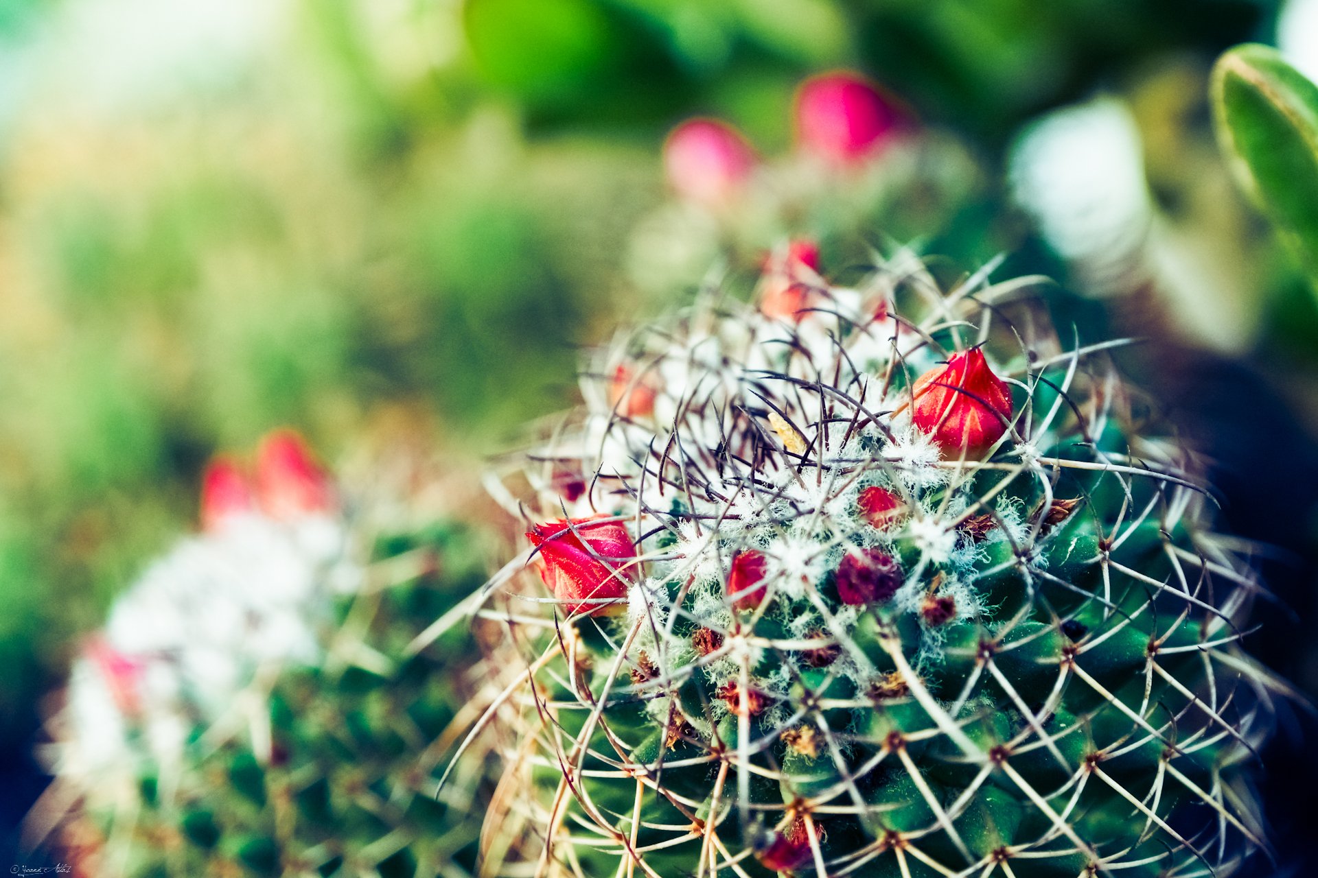 Cactus Fondo De Pantalla Hd Fondo De Escritorio X