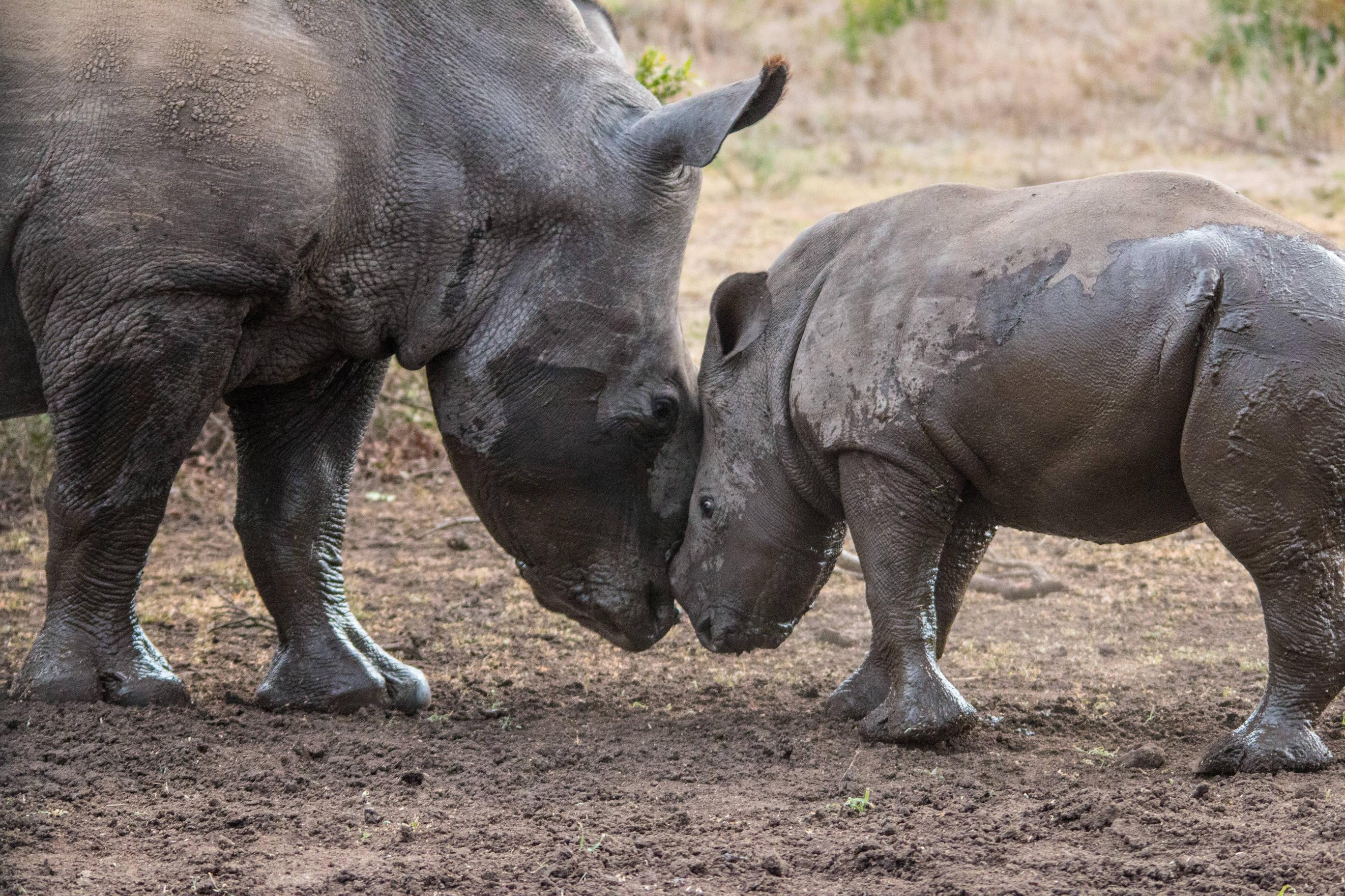 Tiere Nashorn Wallpaper