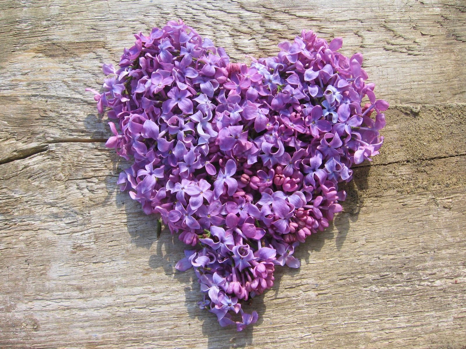 фото фиолетового сердечка