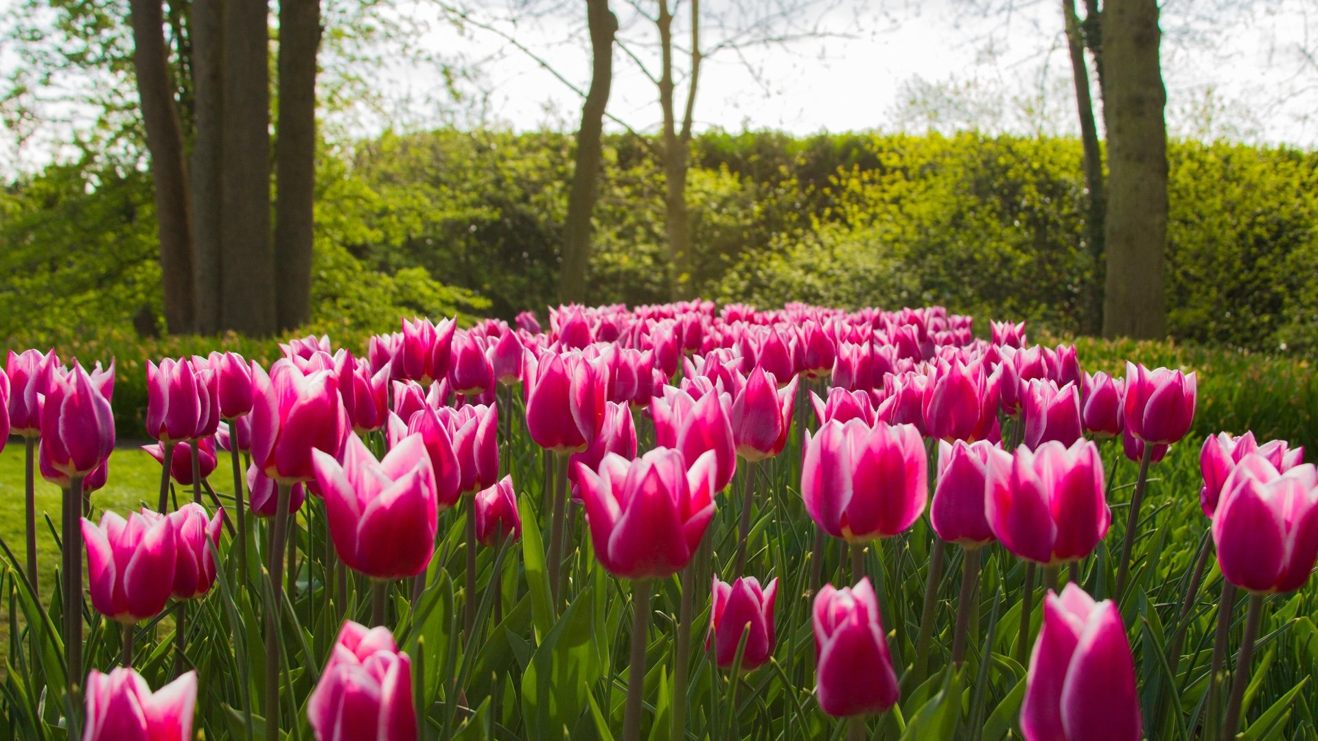 Download Flower Pink Flower Nature Tulip 4k Ultra HD Wallpaper ...