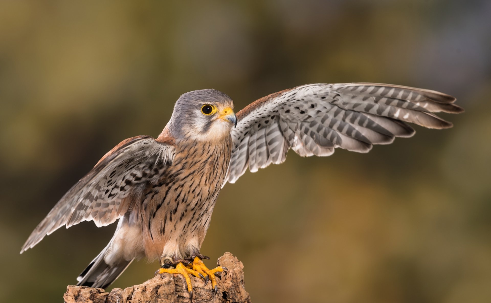 Download Bird Bird Of Prey Animal Kestrel 4k Ultra HD Wallpaper