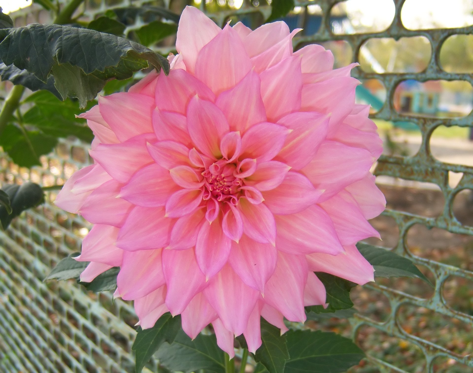 Download Nature Dahlia HD Wallpaper by Meduzanol