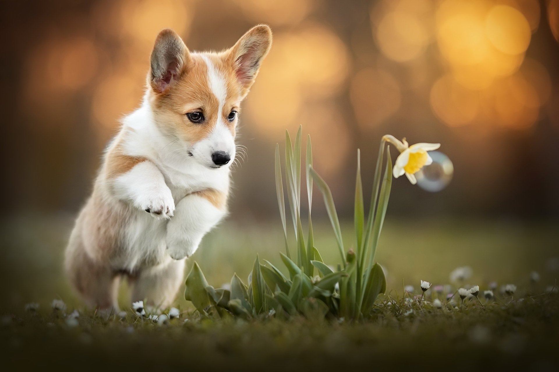 Download Puppy Baby Animal Dog Animal Corgi HD Wallpaper
