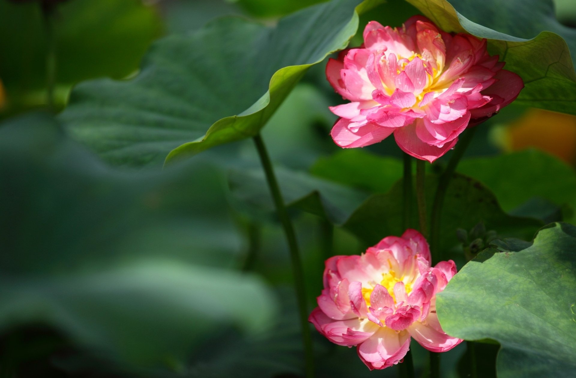 Lotus HD Wallpaper