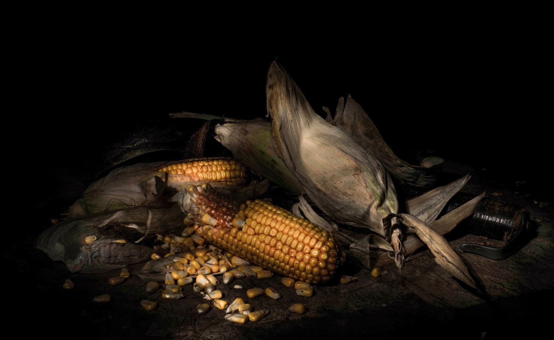 Corn HD Wallpaper
