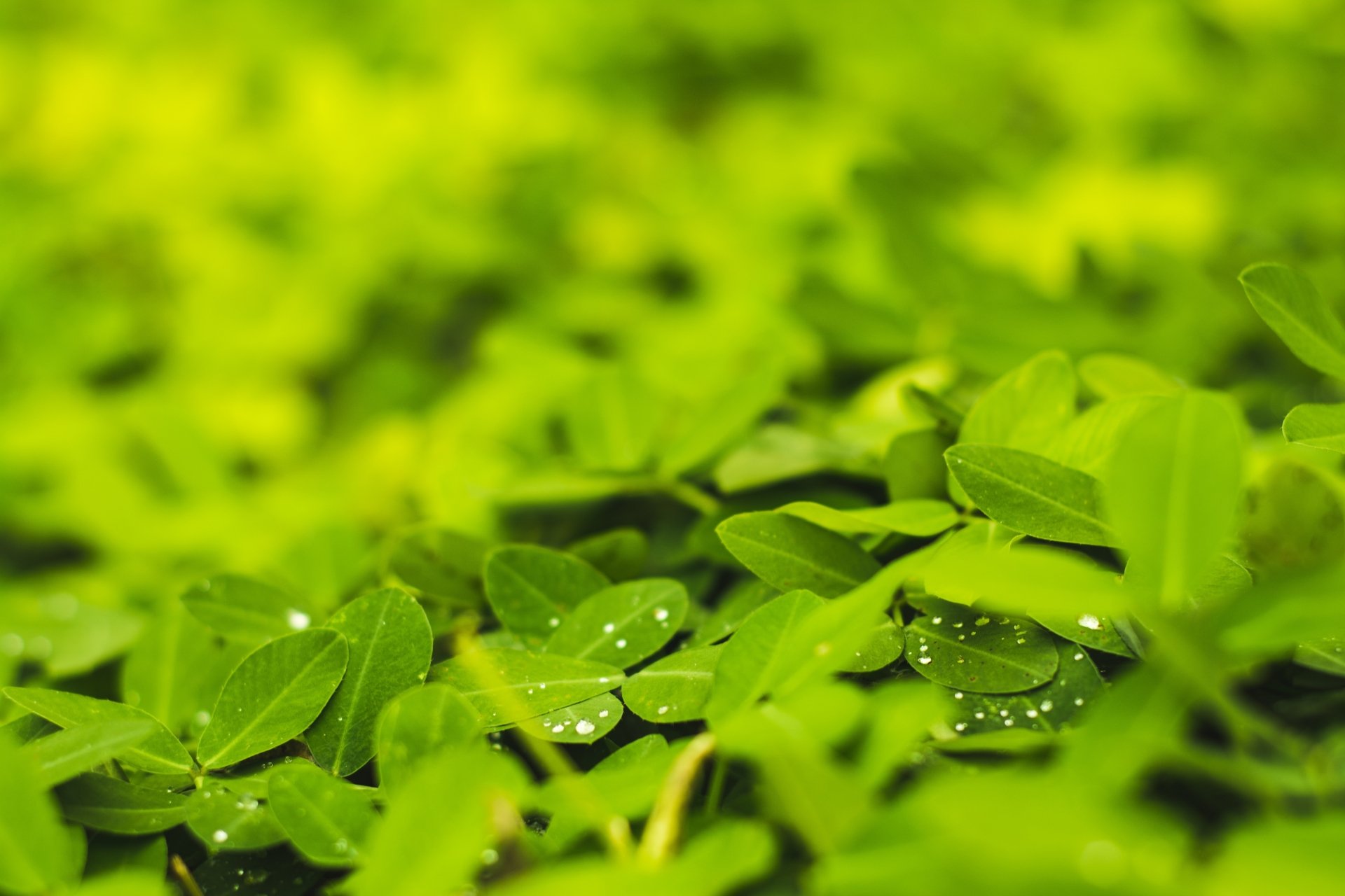 Download Macro Greenery Nature Plant 4k Ultra HD Wallpaper