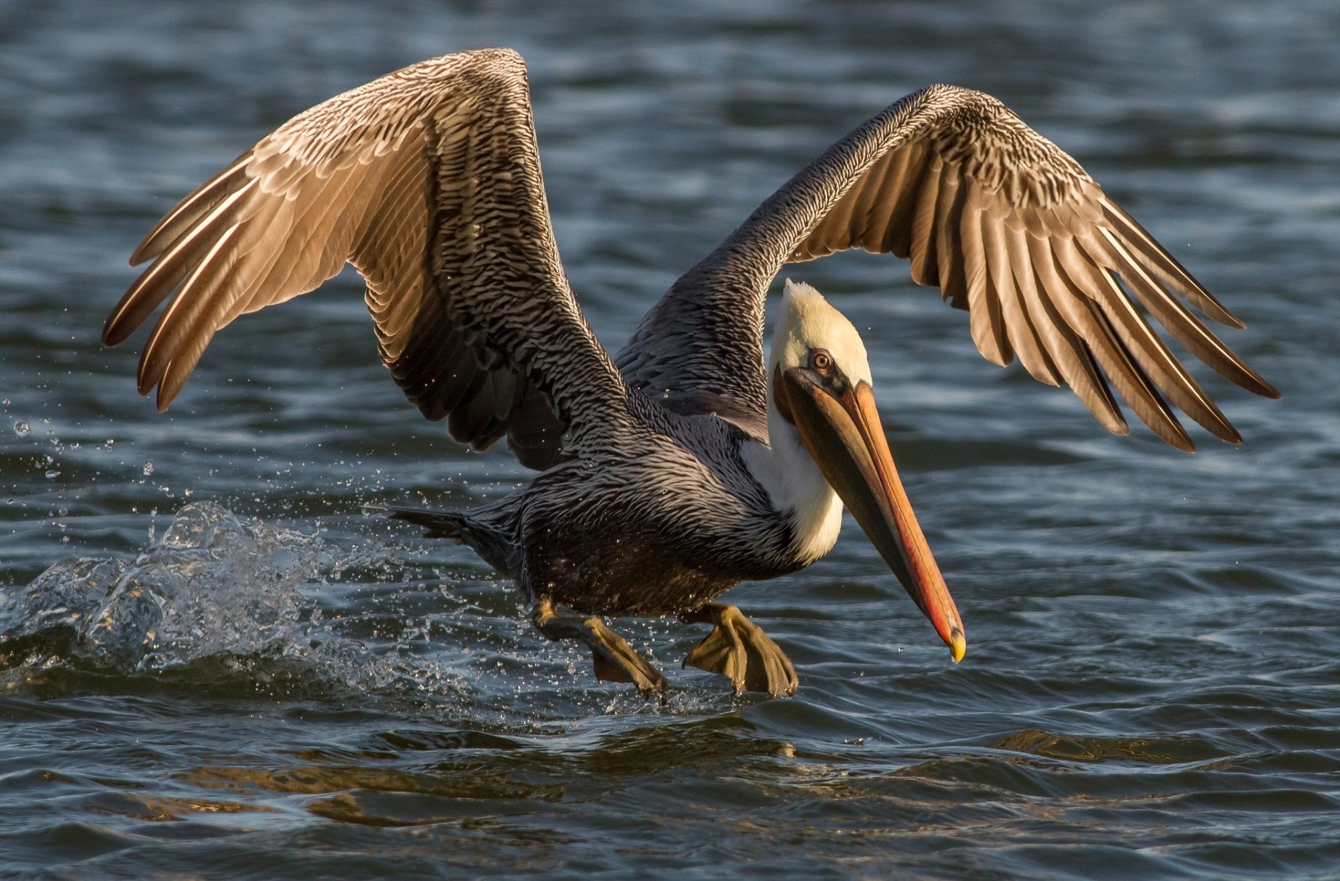 Pelican HD Wallpaper