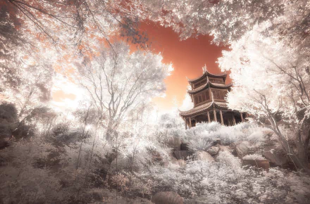 tree religious pagoda HD Desktop Wallpaper | Background Image
