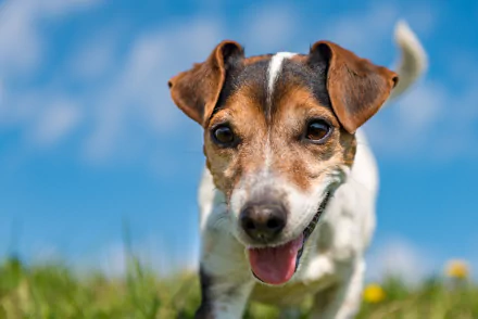 dog Animal jack russell terrier HD Desktop Wallpaper | Background Image