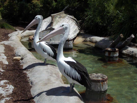 HD zoo wallpaper featuring two pelicans standing by a water pool surrounded by natural elements and greenery, showcasing these striking birds in their animal habitat.