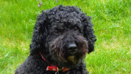 Black curly cockapoo dog with a red collar on bright green grass, close-up portrait — 4K Ultra HD PC desktop wallpaper and background.