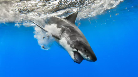 shark Animal great white shark HD Desktop Wallpaper | Background Image