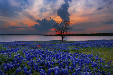 HD desktop wallpaper of a vibrant field of Texas bluebonnets under dramatic clouds at sunset, with a lone tree silhouetted by a calm body of water.